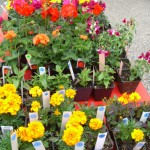 Plant-sale-1