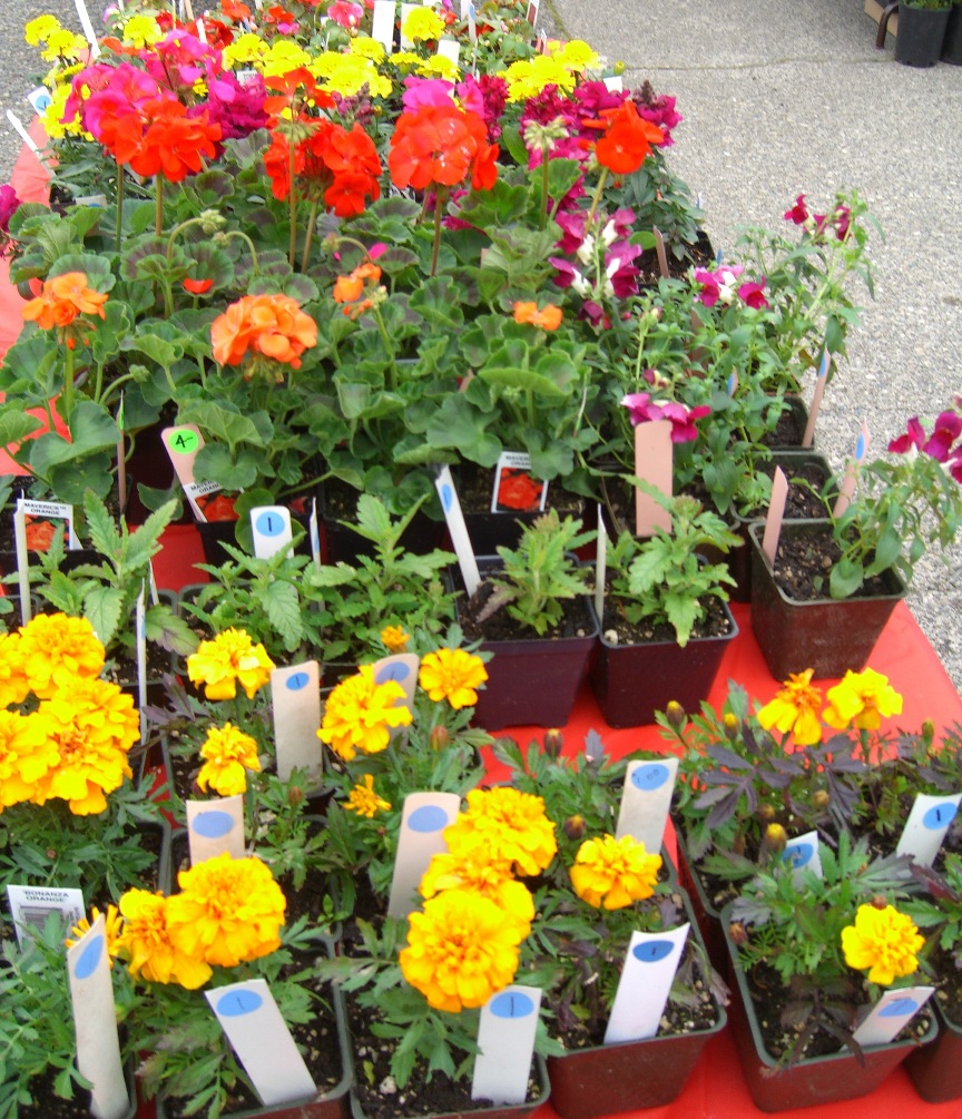 plant garden broadview club intermountain holds savior benefit lutheran columbia pie falls